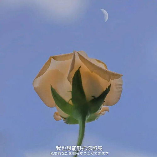 懒人绿植文案简短一点_晒绿植的朋友圈文字--第1张