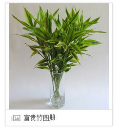 懒人绿植推荐喜阴_喜阴懒人绿植有哪些--第1张