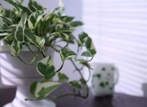 懒人种植绿植推荐图文_懒人种的植物--第1张