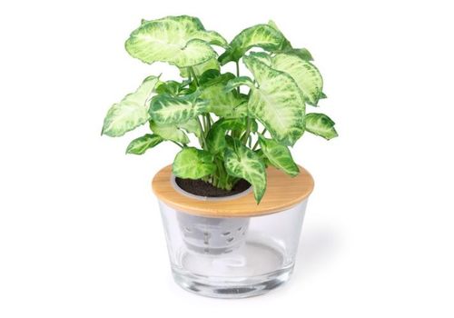 适合室内养的绿植懒人_适合室内养的绿植懒人盆景--第1张