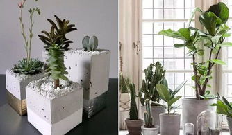 懒人居家绿植图片大全高清_懒人家居用品有哪些--第1张