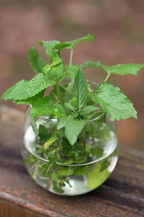 懒人绿植肥料_绿植肥料怎么做--第1张