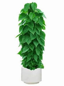 懒人不生虫的绿植植物_懒人不生虫的绿植植物图片--第1张
