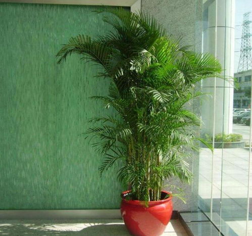 室内窗台懒人绿植好吗视频_室内窗台养花--第1张