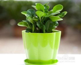 懒人绿植自营_108种懒人植物--第1张