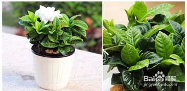 懒人种植绿植视频教程_种植绿植的步骤--第1张