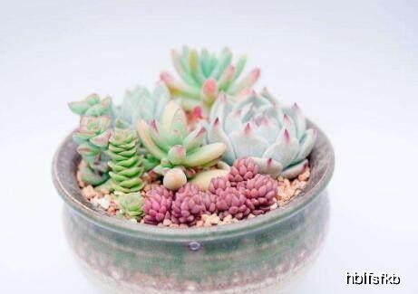 懒人好养绿植花_适合懒人养的绿植有哪些--第1张