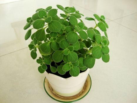 新家懒人绿植推荐图片高清_适合新家养的植物--第1张