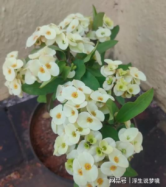 耐干旱懒人绿植图片大全_耐干旱懒人绿植图片大全大图--第1张