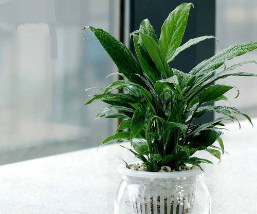 懒人养大型绿植视频播放_懒人养殖花草--第1张