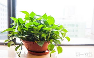 懒人绿植布置效果图片大全_108种懒人植物--第1张
