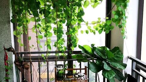 懒人阳光绿植大全_懒人养绿植--第1张