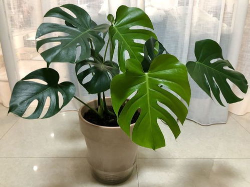 不挑环境的夏日懒人小绿植分享_懒人养的植物--第1张