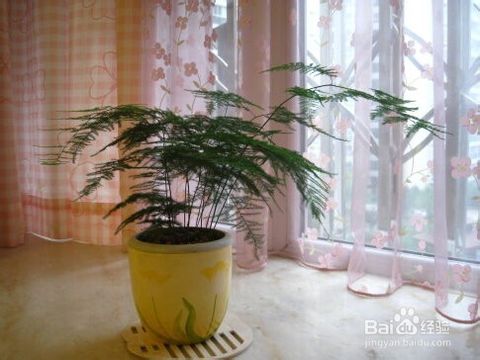 适合放卧室的绿植懒人植物_适合放卧室养的植物--第1张