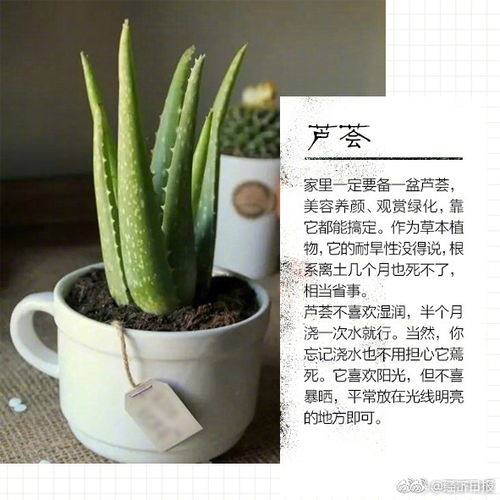 懒人绿植推荐室内养植植物_懒人植物怎么养--第1张