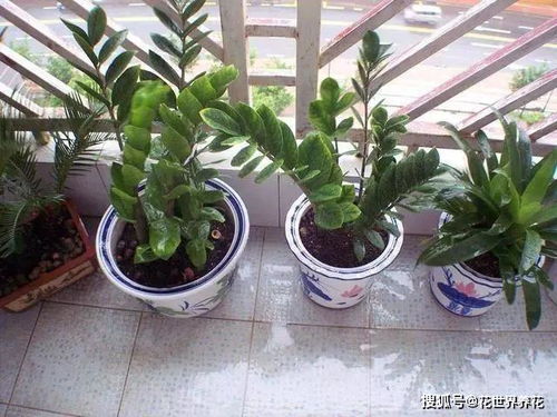 长沙懒人绿植有哪些品种_长沙常用绿篱植物--第1张