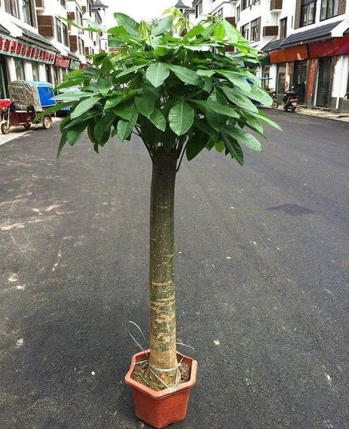 懒人不适合养绿植的原因_懒人不适合养绿植的原因是--第1张