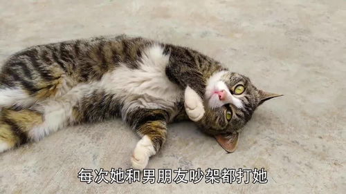 猫咪适合懒人养绿植吗_懒人不适合养猫--第1张