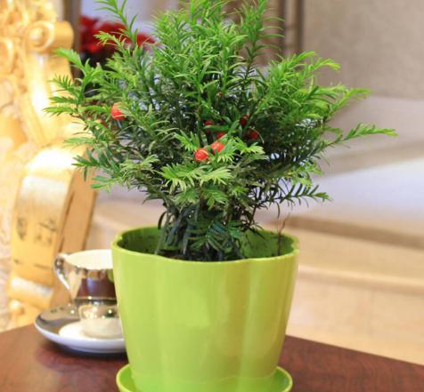 懒人绿植最好养的品种排名_懒人好养活的植物--第1张