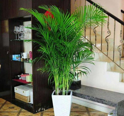 卧室懒人大型绿植摆放_卧室 大型绿植--第1张