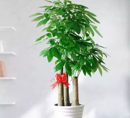 懒人北方客厅绿植推荐_北方客厅里适合种什么树--第1张