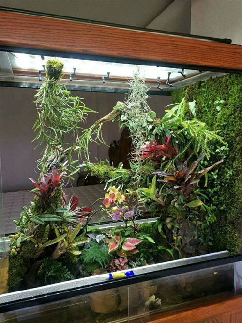花园懒人绿植图片高清大图_花园懒人绿植图片高清大图欣赏--第1张