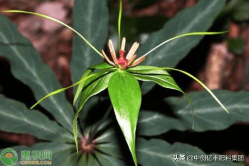 易养活懒人绿植七叶莲_七叶莲栽培和养殖方法--第1张