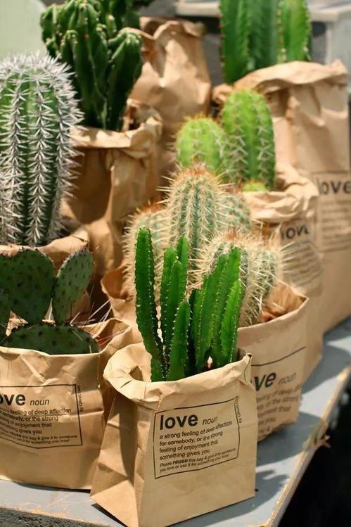 室外懒人绿植大全推荐品种_室外懒人绿植大全推荐品种图片--第1张