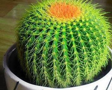 懒人种植绿植品种大全视频_懒人 绿植--第1张
