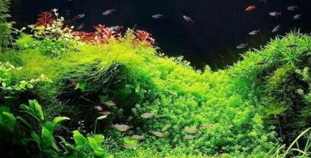 懒人养的绿植和鱼一样吗_绿植和鱼共养--第1张