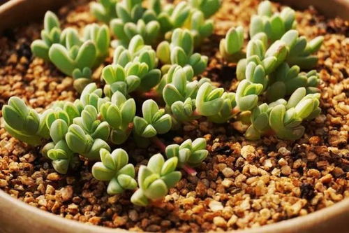 绿植浇水懒人怎么办呢图片_绿植水浇多了怎么补救--第1张