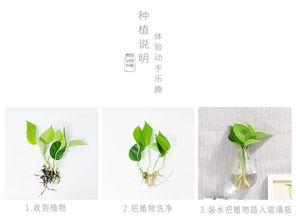 懒人绿植客厅布置摆件图片_懒人绿植客厅布置摆件图片大全--第1张