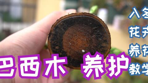 懒人绿植遇水即活_浇水就活的绿植--第1张