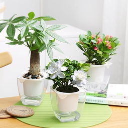 客厅懒人养的绿植图片_客厅适合养的18种植物及图片--第1张