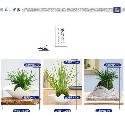 室内禅意绿植盆栽懒人_禅意盆栽图片大全--第1张