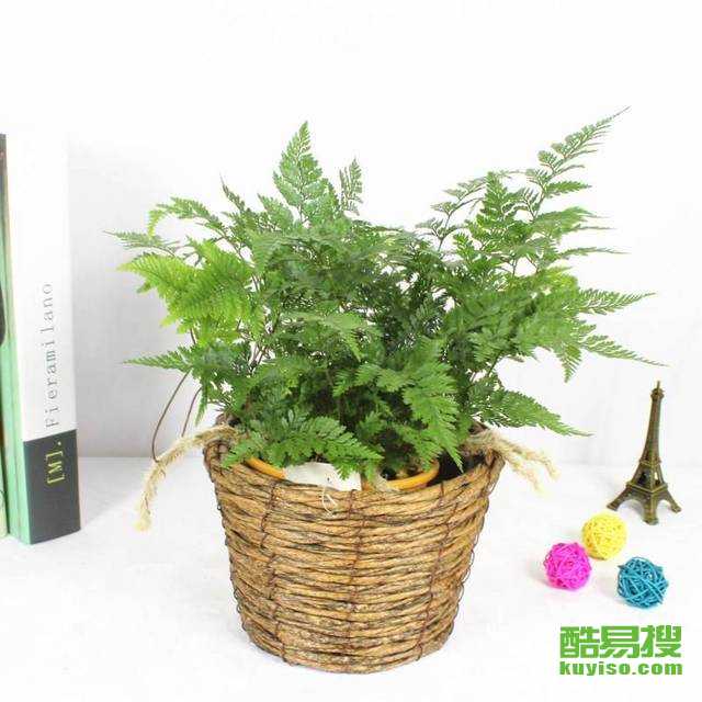 懒人户外绿植图片欣赏大全_懒人户外绿植图片欣赏大全高清--第1张