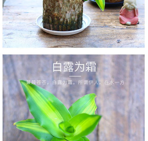 巴西木懒人绿植盆_巴西木绿植怎么养--第1张