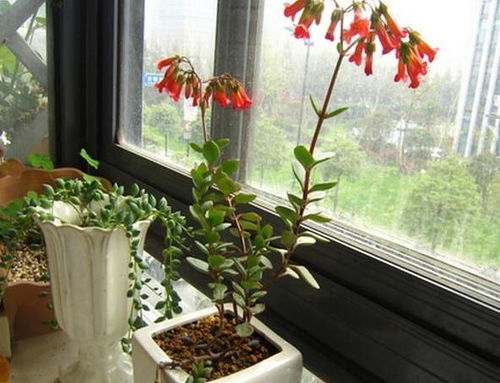 懒人养的花绿植怎么养才好_懒人也能养好花--第1张
