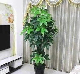懒人绿植客厅布置图片大全_懒人养的绿植有哪些--第1张