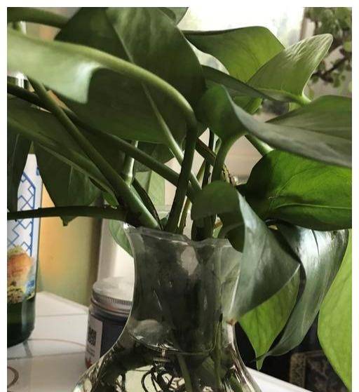 绿植懒人水培怎么养护_水培绿植该怎么办--第1张