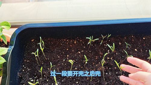 懒人绿植桌面摆放图片尺寸_适合懒人花盆的绿植--第1张