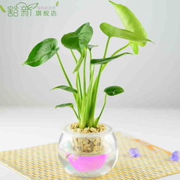 新家懒人绿植推荐理由_适合新家养的植物--第1张