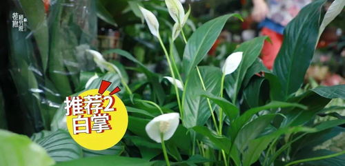 容易养的懒人绿植品种有哪些_12种最适合懒人养的--第1张