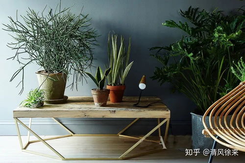 懒人养的客厅绿植有哪些_懒人养什么植物--第1张