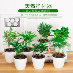 懒人水培绿植办公室_水培植物适合在办公室--第1张