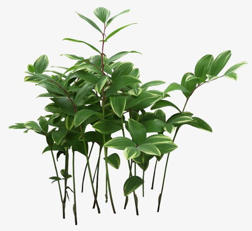 绿植懒人组合图片高清壁纸_绿植懒人组合图片高清壁纸--第1张