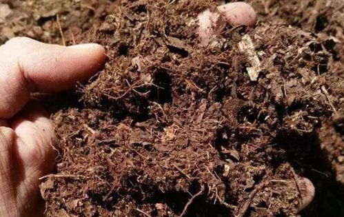 不长虫的懒人绿植图片_不长虫子的花有哪些--第1张