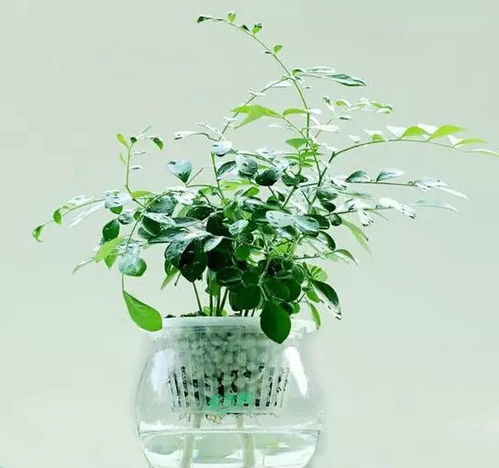 懒人阳台适合养的绿植有哪些_懒人阳台好养活的盆栽花--第1张