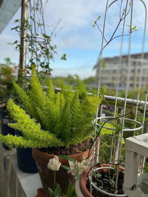 懒人养的大绿植图片欣赏_懒人养的绿植有哪些--第1张