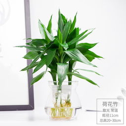 懒人绿植办公室_懒人绿植办公室图片--第1张